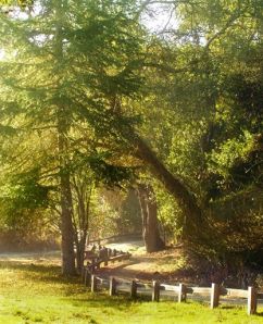 10450520_678512905563061_1991724159127187172_n